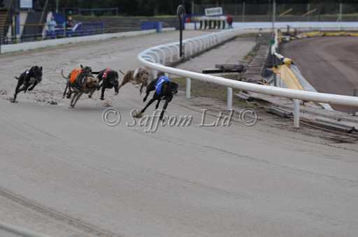 dogs22aug_0002.jpg