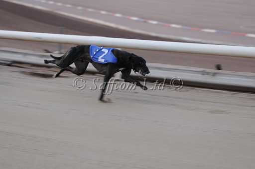 dogs22aug_0005.jpg