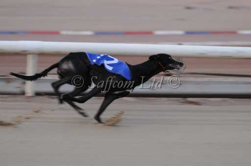 dogs22aug_0007.jpg