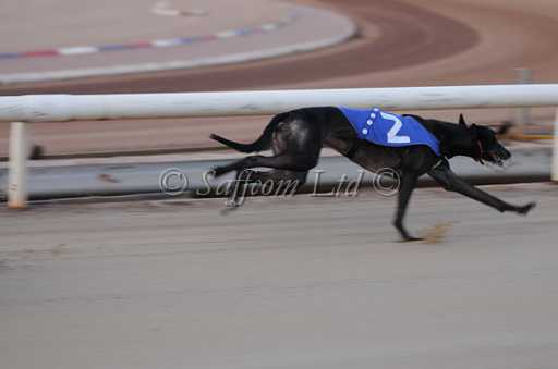 dogs22aug_0008.jpg