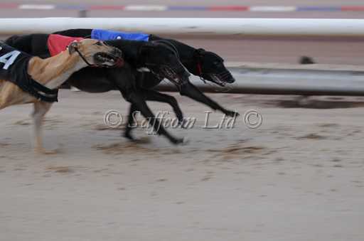 dogs22aug_0013.jpg