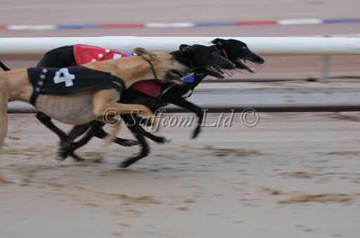 dogs22aug_0014.jpg