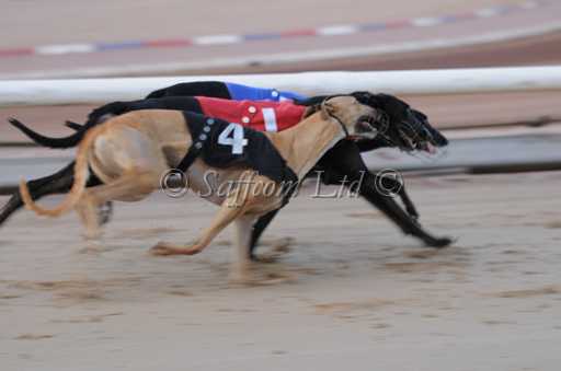 dogs22aug_0015.jpg