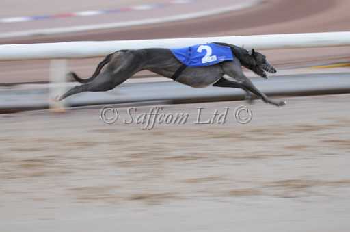 dogs22aug_0031.jpg