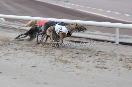 dogs22aug_0043.jpg