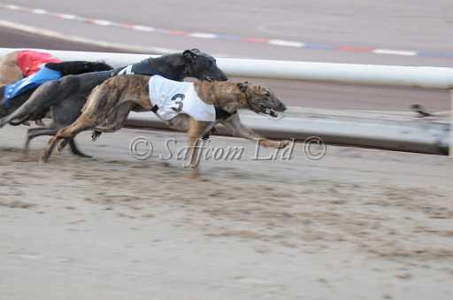 dogs22aug_0044.jpg
