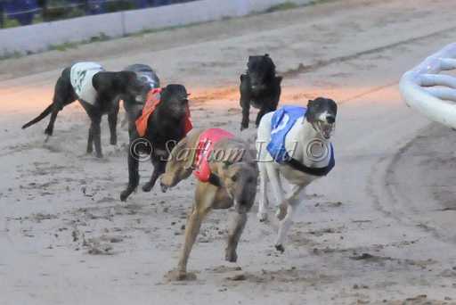 dogs22aug_0068.jpg