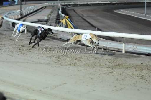 dogs22aug_0078.jpg