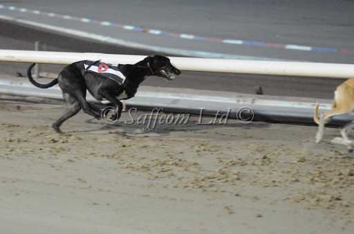dogs22aug_0080.jpg
