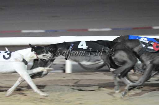 dogs22aug_0099.jpg