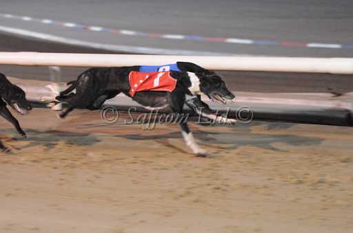 dogs22aug_0127.jpg