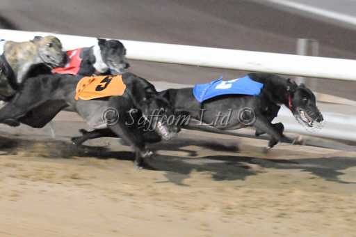 dogs22aug_0132.jpg