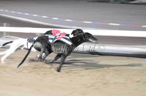 dogs22aug_0137.jpg