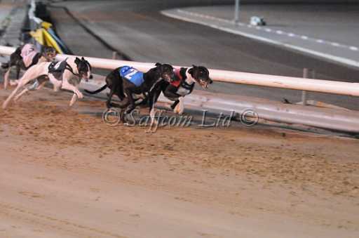 dogs22aug_0144.jpg