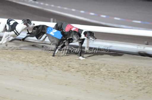 dogs22aug_0145.jpg
