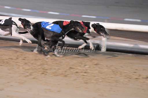 dogs22aug_0146.jpg