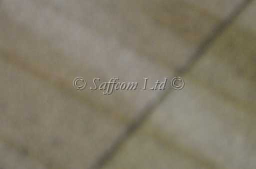 dogs22aug_0150.jpg