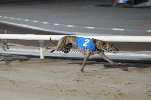 dogs22aug_0160.jpg