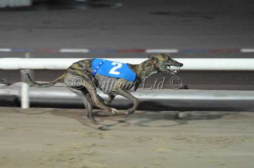 dogs22aug_0161.jpg