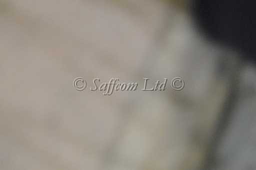 dogs22aug_0164.jpg