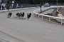 dogs22aug_0001