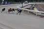 dogs22aug_0002