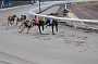 dogs22aug_0009