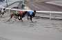 dogs22aug_0010