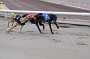 dogs22aug_0011