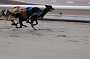 dogs22aug_0012