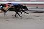 dogs22aug_0013