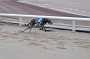 dogs22aug_0027