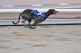 dogs22aug_0030