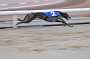 dogs22aug_0031