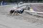 dogs22aug_0033