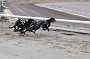 dogs22aug_0035