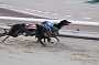 dogs22aug_0036