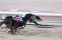 dogs22aug_0037