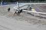 dogs22aug_0040