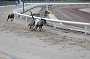 dogs22aug_0041