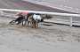 dogs22aug_0043