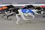 dogs22aug_0054