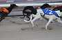 dogs22aug_0055