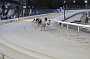 dogs22aug_0057
