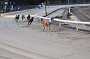 dogs22aug_0059