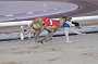 dogs22aug_0065