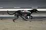 dogs22aug_0082