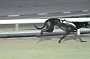 dogs22aug_0083