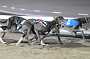 dogs22aug_0098
