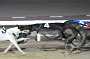 dogs22aug_0099